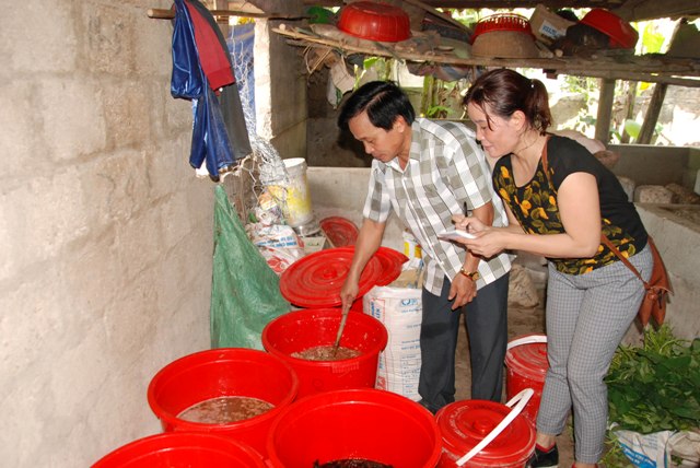 Nông dân Quảng Trị làm chế phẩm sinh học từ cây cối để bảo vệ cây lúa khỏi sâu bệnh. Ảnh: Ngọc Vũ