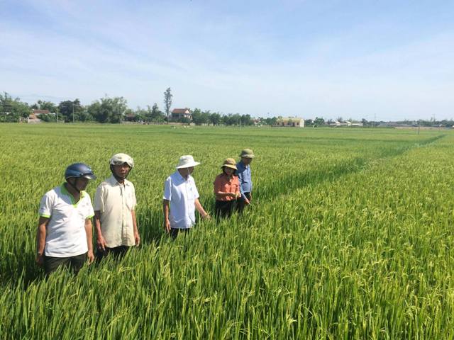 Từ 90 ha năm 2017, năm 2018 Quảng Trị sẽ trồng 400 ha lúa hữu cơ. Ảnh: Ngọc Vũ